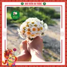 Hoa Cúc Họa My - ảnh 6
