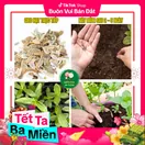 Hoa Cúc Lá Nhám - ảnh 3