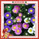 Hoa Cúc Magic - ảnh 2