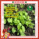 Hoa Cúc Magic - ảnh 4