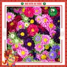 Hoa Cúc Magic - ảnh 5