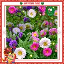 Hoa Cúc Magic - ảnh 6