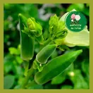 Đậu Bắp - ảnh 2