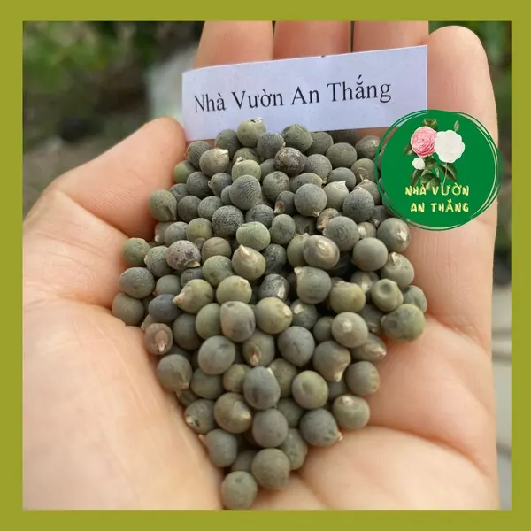 Đậu Bắp