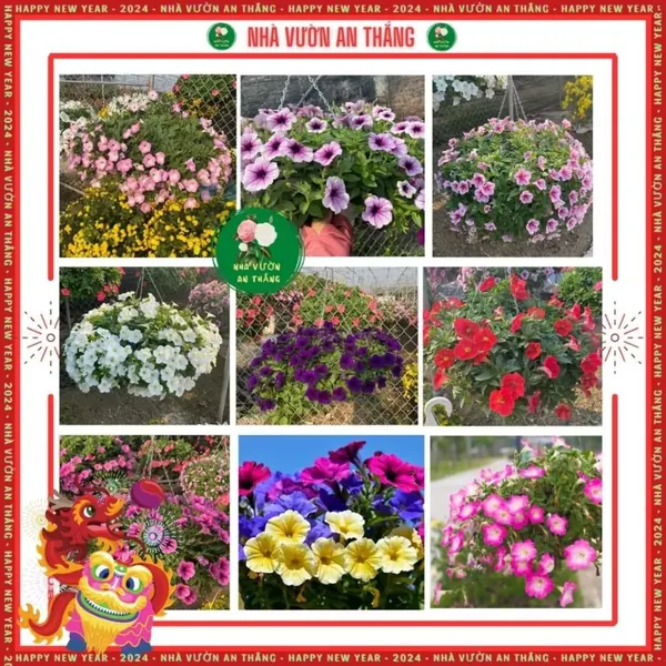Hoa Dạ Yến Thảo