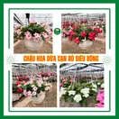 Hoa Dừa Cạn - ảnh 2