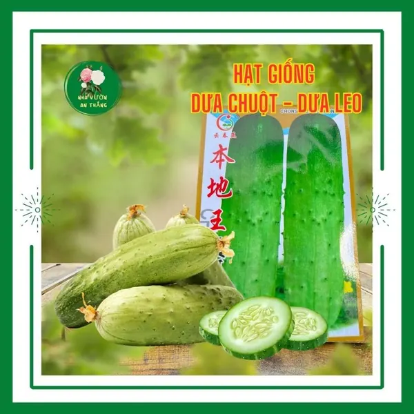 Dưa Chuột