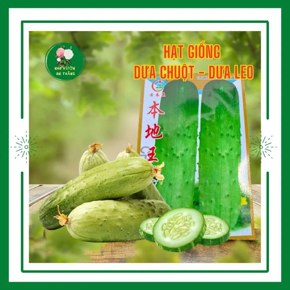 Dưa Chuột