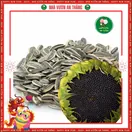 Hoa Hướng Dương Ăn Hạt - ảnh 2