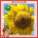 Hoa Hướng Dương Ăn Hạt - ảnh 3