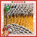 Hoa Hướng Dương Ăn Hạt - ảnh 5