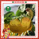 Hoa Hướng Dương Ăn Hạt - ảnh 6