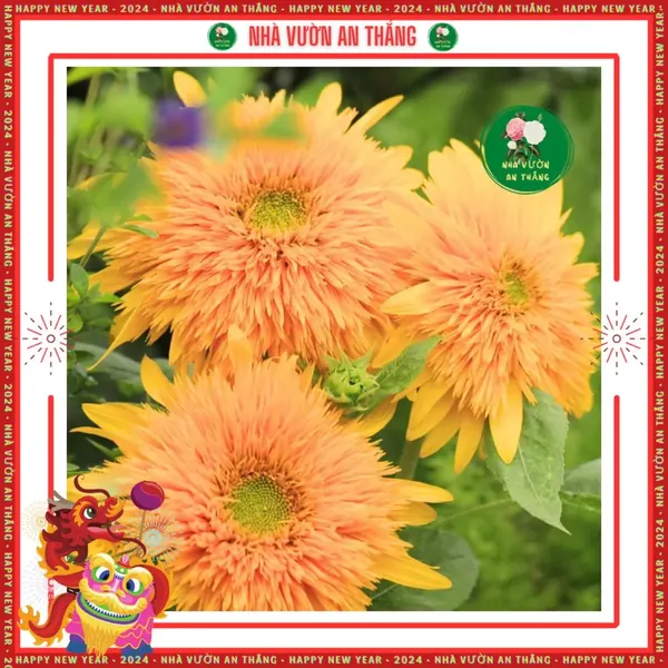 Hoa Hướng Dương Cánh Kép