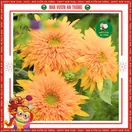 Hoa Hướng Dương Cánh Kép