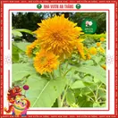 Hoa Hướng Dương Cánh Kép - ảnh 2