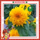 Hoa Hướng Dương Cánh Kép - ảnh 3