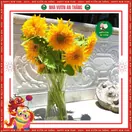 Hoa Hướng Dương Cánh Kép - ảnh 4