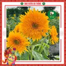 Hoa Hướng Dương Cánh Kép - ảnh 5