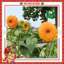 Hoa Hướng Dương Cánh Kép - ảnh 6