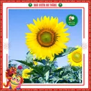 Hoa Hướng Dương Cao 1 Bông - ảnh 2