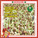 Hoa Hướng Dương Cao 1 Bông - ảnh 3