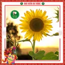 Hoa Hướng Dương Cao 1 Bông - ảnh 4