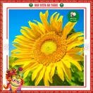 Hoa Hướng Dương Cao 1 Bông - ảnh 5