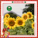 Hoa Hướng Dương Cao 1 Bông - ảnh 6