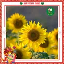 Hoa Hướng Dương Cao 1 Bông - ảnh 7