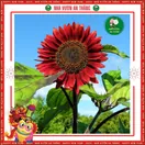 Hoa Hướng Dương Đỏ - ảnh 2