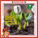 Hoa Hướng Dương Đỏ - ảnh 3