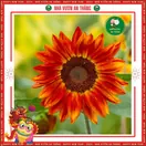 Hoa Hướng Dương Đỏ - ảnh 4