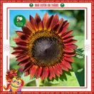 Hoa Hướng Dương Đỏ - ảnh 5