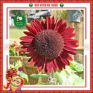 Hoa Hướng Dương Đỏ - ảnh 6