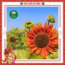 Hoa Hướng Dương Đỏ - ảnh 7