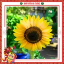 Hoa Hướng Dương Lùn 1 Bông - ảnh 2