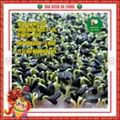 Hoa Hướng Dương Lùn 1 Bông - ảnh 3