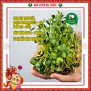 Hoa Hướng Dương Lùn 1 Bông - ảnh 4