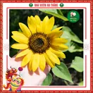 Hoa Hướng Dương Lùn 1 Bông - ảnh 5