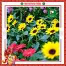 Hoa Hướng Dương Lùn 1 Bông - ảnh 6