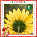 Hoa Hướng Dương Lùn 1 Bông - ảnh 7