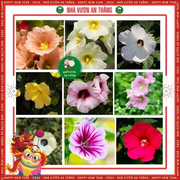 Hoa Mãn Đỉnh Hồng