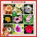 Hoa Mãn Đỉnh Hồng