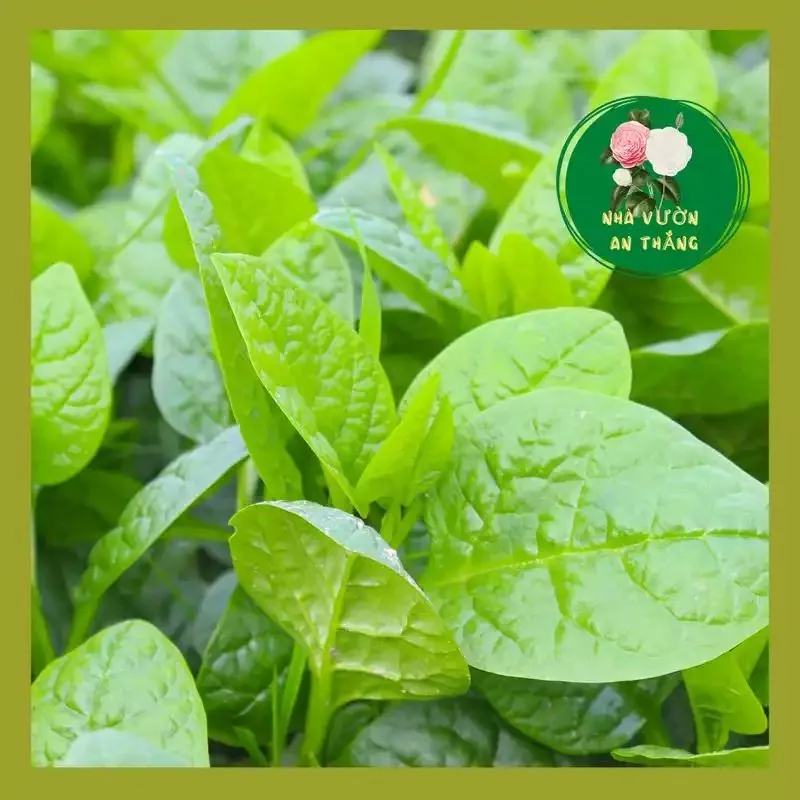 Mồng Tơi