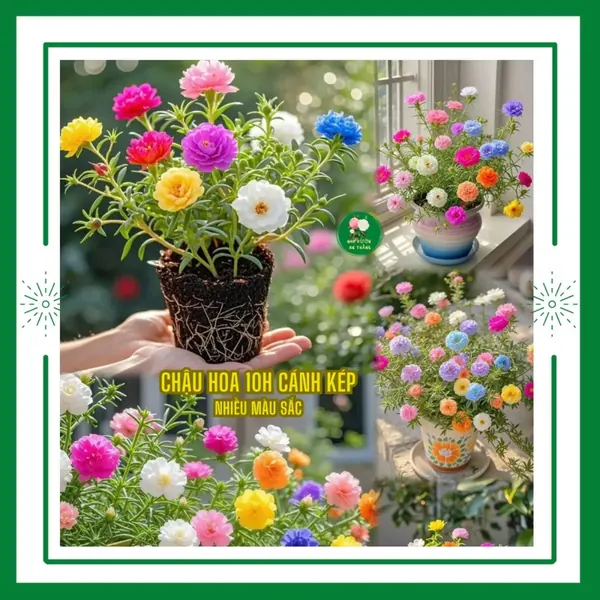 Hoa Mười Giờ Cánh Kép