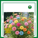 Hoa Mười Giờ Cánh Kép - ảnh 3