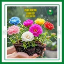 Hoa Mười Giờ Cánh Kép - ảnh 4