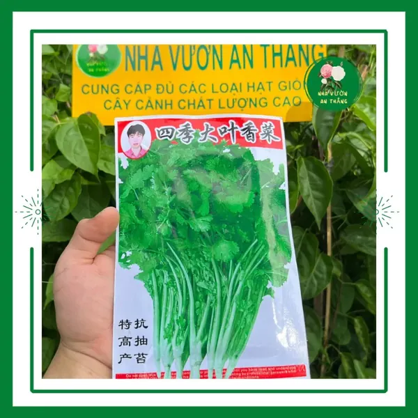 Rau Mùi