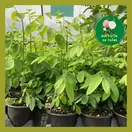 Rau Ngót - ảnh 2