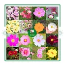 Hoa Sao Nhái Mix - ảnh 2